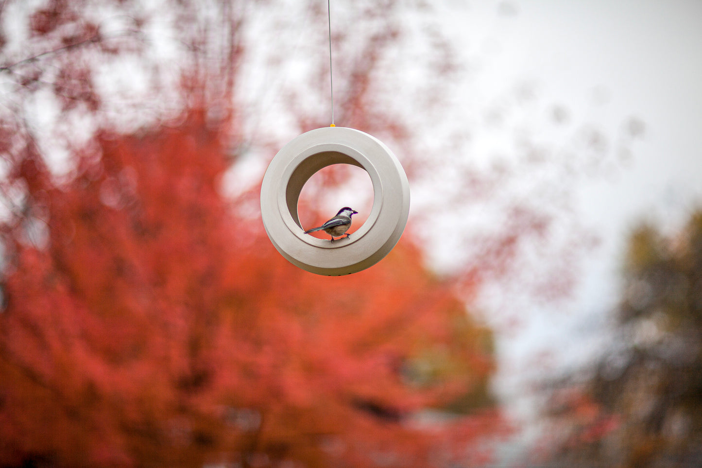 Bulbul Modern Bird Feeder