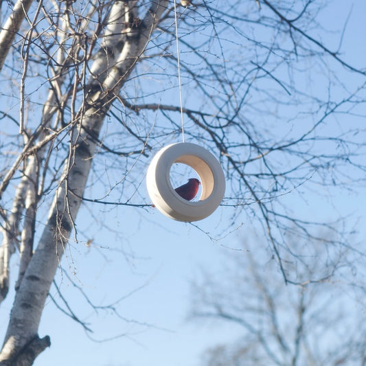 Moments of Stillness in the Garden: The Beauty of the Bulbul Bird Feeder